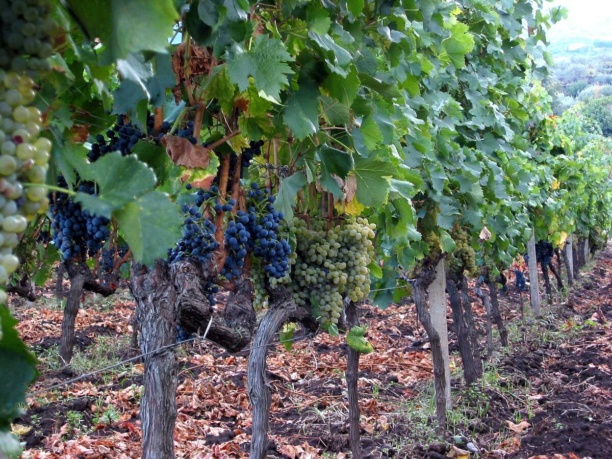 The volcanic vineyards of a winery on the slopes of Etna